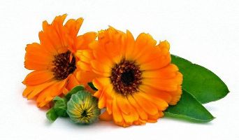 The extract of calendula in the composition of Erogen X